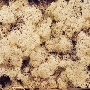 Reindeer moss preserved SB natural