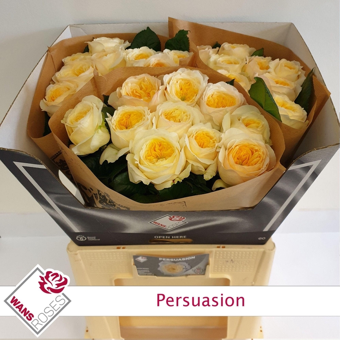 <h4>Rosa gr Persuasion</h4>
