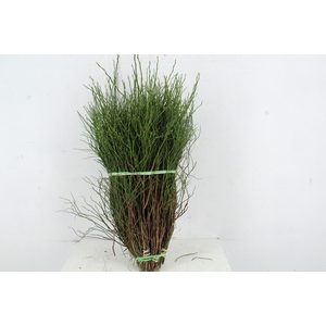 Vaccinium bosbes per bunch