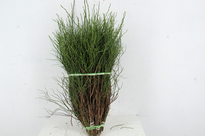 <h4>Vaccinium bosbes per bunch</h4>