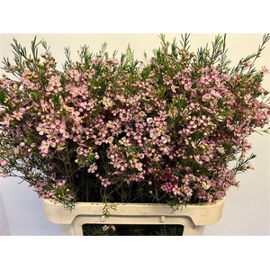 WAXFLOWER EARLY NIR 55 GR.