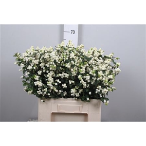 Sympho Mag Lemon Lime