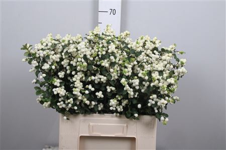 <h4>Sympho Mag Lemon Lime</h4>