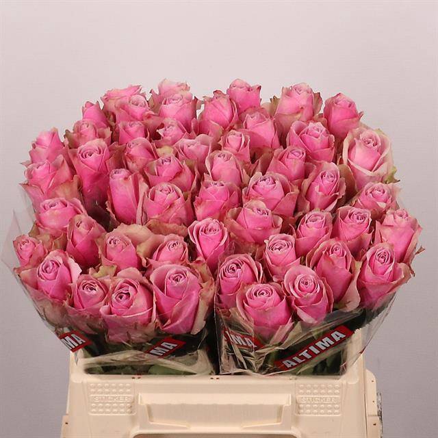 <h4>Rosa large athena royale</h4>
