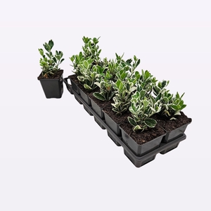 Euonymus Japonicus 'Marieke'