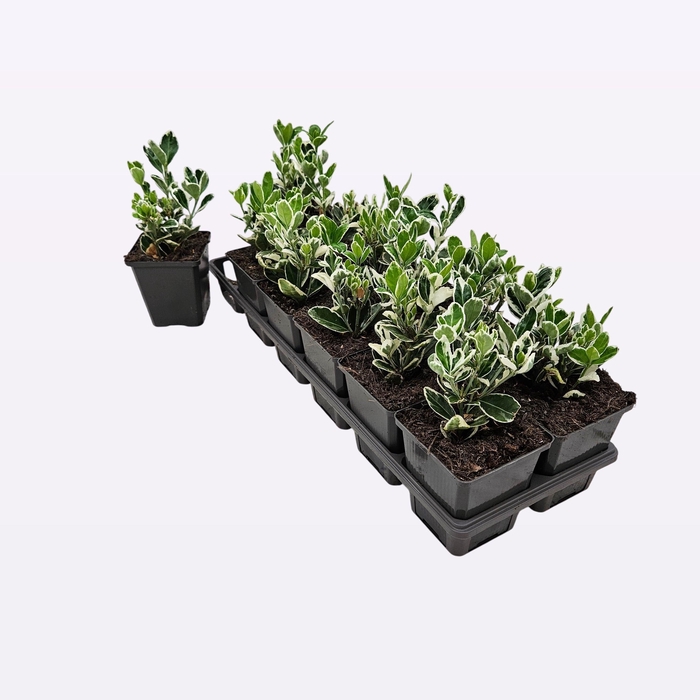 <h4>Euonymus Japonicus 'Marieke'</h4>