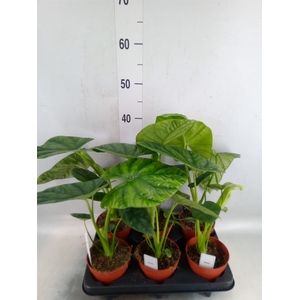 Alocasia   ...