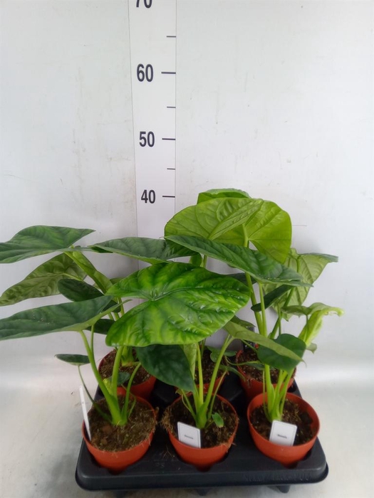 <h4>Alocasia   ...</h4>