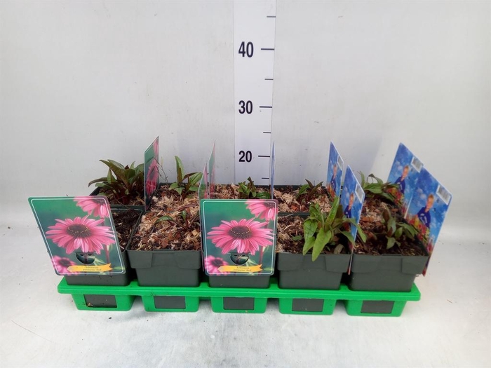 <h4>Echinacea purp.</h4>