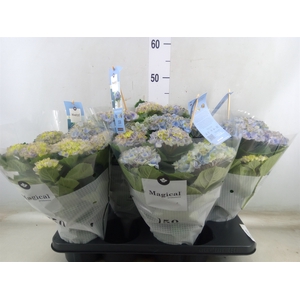 Hydrangea mac. 'Magical Revolution'