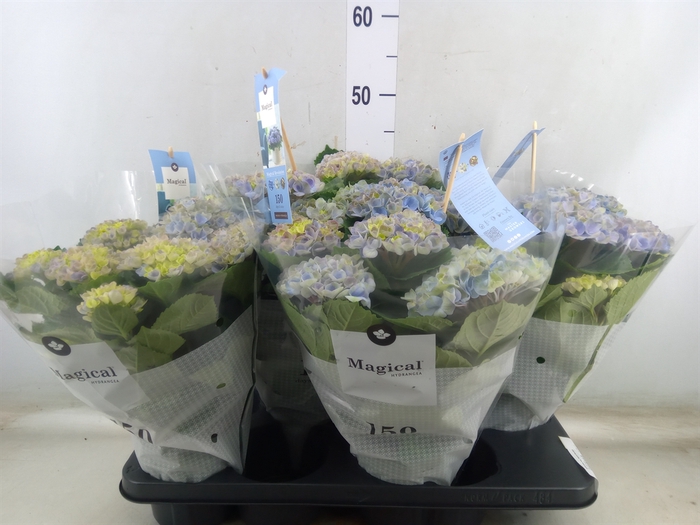 <h4>Hydrangea mac. 'Magical Revolution'</h4>