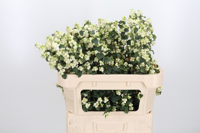 <h4>Sympho Mag Lemo Lime</h4>