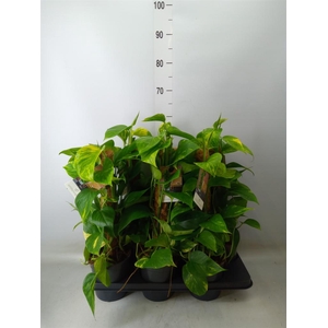 Epipremnum pinn.   ...moss stick