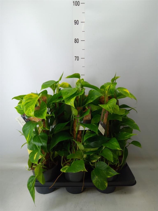 <h4>Epipremnum pinn.   ...moss stick</h4>