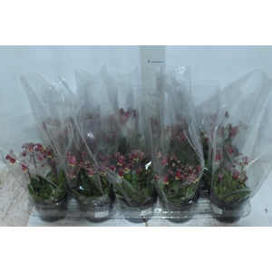 KALANCHOE WENDY P11