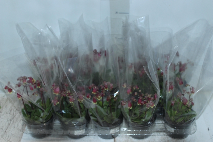 <h4>KALANCHOE WENDY P11</h4>