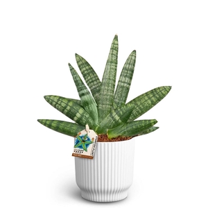 SANSEVIERIA BONCELLENSIS P10 NORDIC