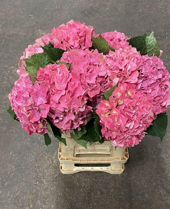 <h4>Hydr M Scarlet Pink</h4>