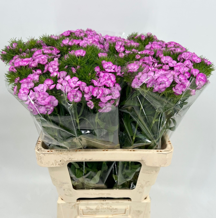 <h4>Dianthus Br Am Melian</h4>