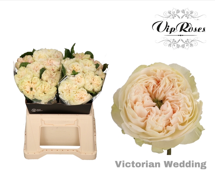 R GR VICTOR WEDDING+