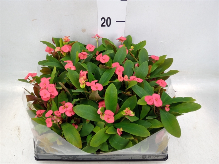 <h4>Euphorbia milii   ...</h4>