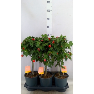 Abutilon  'Red Trumpet'