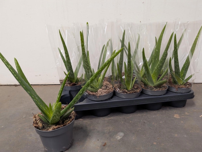 <h4>ALOE VERA</h4>