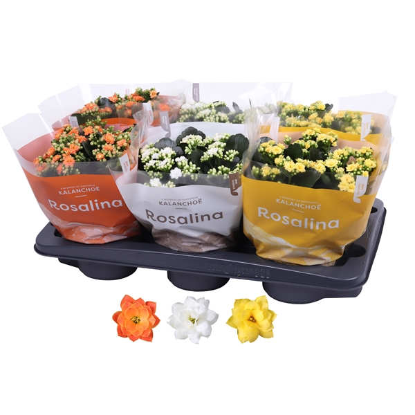 <h4>Kalanchoe Rosalina 15cm mix, TST Pasen</h4>