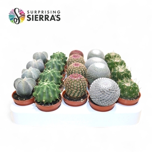 CACTUS GEM
