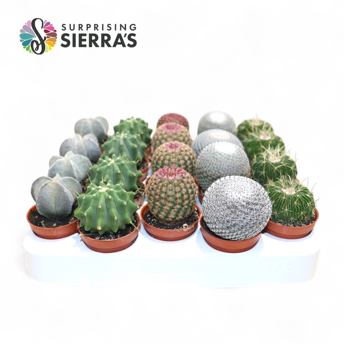 <h4>CACTUS GEM</h4>