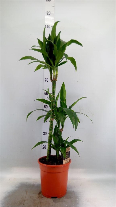 <h4>Dracaena frag. 'Janet Craig'</h4>