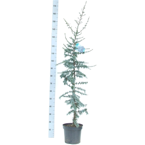 <h4>Cedrus libani 'Glauca' 140-160 P26</h4>