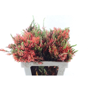 Kaaps Erica Scarlet Red