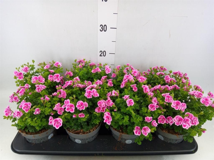 <h4>Pelargonium gran.   ..</h4>