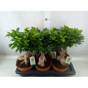 Ficus microcarpa 'Ginseng'