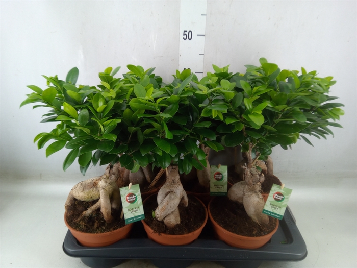 <h4>Ficus microcarpa 'Ginseng'</h4>