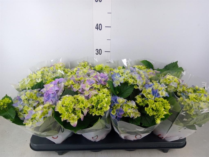 <h4>Hydrangea mac. 'Early Blue'</h4>