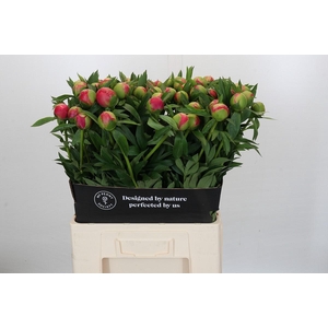Paeonia Coral Charm Xxl