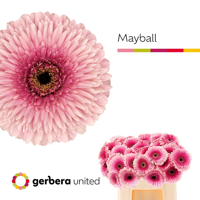 <h4>GE GB POM MAYBALL</h4>