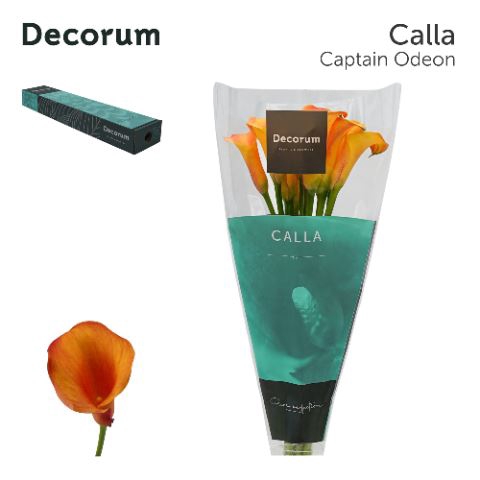 <h4>Calla Captain Odeon</h4>