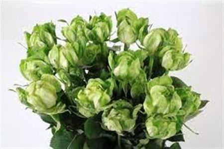 <h4>R Gr Veggie Ec</h4>