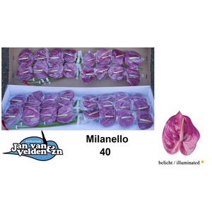 Anthurium Milanello