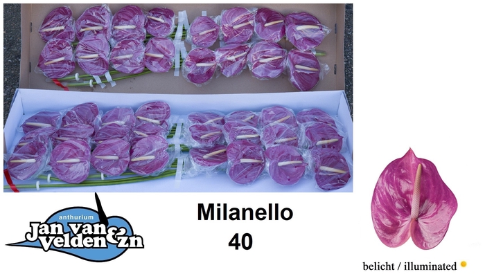 <h4>Anthurium Milanello</h4>