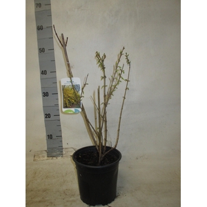 FORSYTH IN SPECTABIL