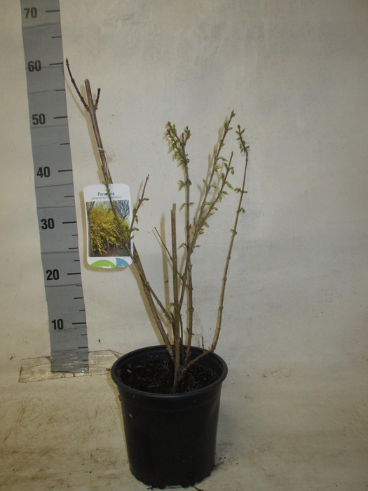 <h4>FORSYTH IN SPECTABIL</h4>