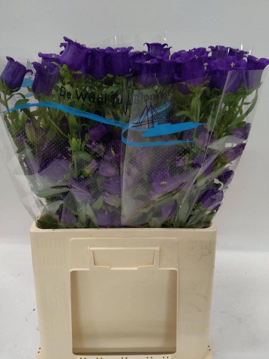 CAMP M CHAMPION BLUE