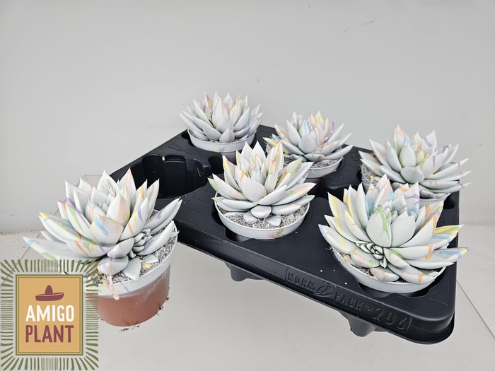 <h4>ECHEV MIRANDA</h4>