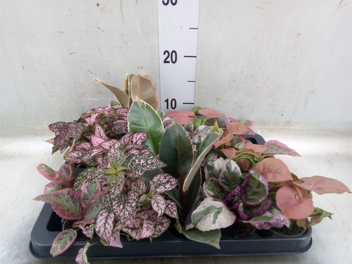 <h4>Planten Groen   ...mix  5</h4>