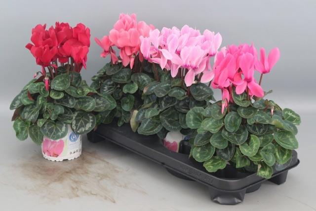 <h4>CYCL GR SUP XL</h4>