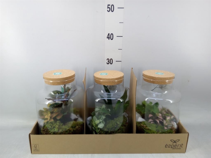 <h4>Arr.   Planten H%</h4>